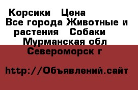 Корсики › Цена ­ 15 000 - Все города Животные и растения » Собаки   . Мурманская обл.,Североморск г.